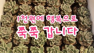 신세대다육 010 4105 9117 💕  1천원으로 쭉쭉 갑니다💕