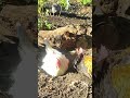 【鶏日記】先輩に席譲らない大物チロ にわとりこ にわとり coq hens hens poules ニワトリ 雄鶏 鶏 鶏日記 卵 庭