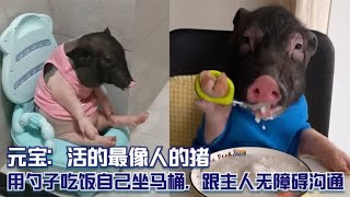 元宝：活的最像人的猪，用勺子吃饭自己坐马桶，跟主人无障碍沟通