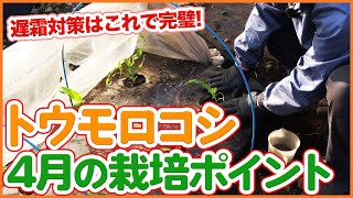 家庭菜園や農園で４月トウモロコシ栽培ポイント！種まきや定植などお世話で注意したいとうもろこしの育て方を徹底解説！【農家直伝】/ Tips for cultivating corn in April.