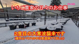 ２度目の大寒波襲来です（意外とハウスの中は気温保ててました）　いちご農家の日々のお仕事　＃１４９３