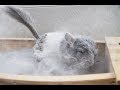 The Ultimate Chinchilla Dust Bath Compilation!