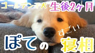 生後2ヶ月ゴールデン子犬ポテのすごい寝相に笑っちゃったw