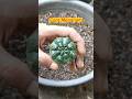 Cara Menanam Kaktus Gymnocalycium damsii #caramenanam #kaktus #cactus