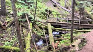 Spectrum Lake Hike 2024 - Part 2 (Rain Forest)