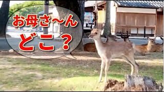 【奈良公園】お母さんを探して泣き叫ぶ子鹿　その結末は...