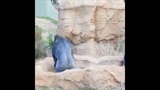 Animal Porn Gorillas Mating In The Zoo