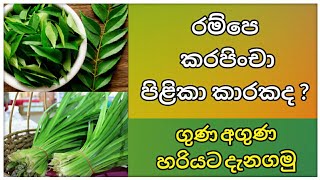 රම්පේ සහ කරපිංචා වල ගුණ අගුණ | Pandan Leaves | රම්පේ | Curry Leaves |  කරපිංචා