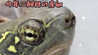 クサガメ！ボクっ娘🐢二回目産卵【3歳】