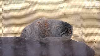 【旭山動物園】飼育員さんが近くに来て岩になりきるグルーシャ【Pallas's cat】【manul】