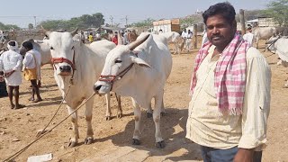 mallepally bull market today-mallepally market 2023-mallepally santha videos-mallepally bull bazaar