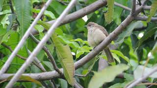 streak-eared bulbul (Pycnonotus conradi)