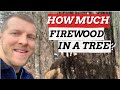 How Much FIREWOOD Is In A Tree?