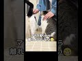 集まってくれるの可愛すぎる😍💕 元野良猫のささみとホルン ネコ cat