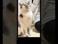 集まってくれるの可愛すぎる😍💕 元野良猫のささみとホルン ネコ cat