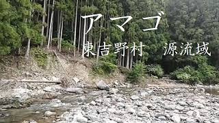 東吉野 源流域 アマゴ Red spotted masu Trout/Higashiyoshino- village Nara  Japan