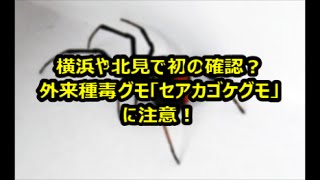 横浜や北見で初の確認？外来種毒グモ「セアカゴケグモ」に注意！