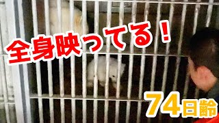 【ホッキョクグマ】赤ちゃんの全身がハッキリ見えました！【74日齢】Polar Bear Baby Growth Record(Day 74)