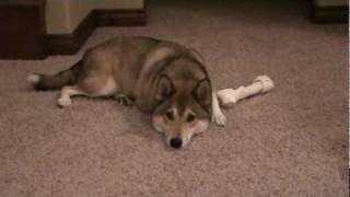 Shiba Inu/ Husky mix gets a treat