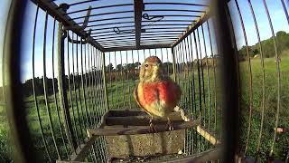 RED-BREASTED LINNET SINGING 🔊 (Good Sound Quality)