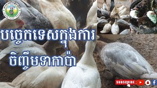 ការចិញ្ចឹមទាកាប៉ា - នាទីកសិកម្ម [ Agriculture - duck farming ]