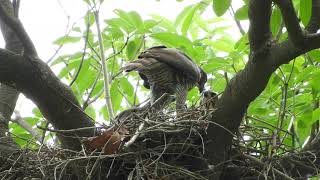 20190605 億載金城鳳頭蒼鷹 3