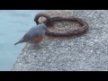 仕掛の針に刺した虫エサを食べる小鳥（イソヒヨドリ）