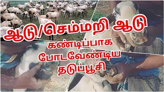 செம்மறி ஆடு வைத்திருப்பவர்கள் கண்டிப்பாக போடவேண்டிய தடுப்பூசி - வாய்ப்பூட்டு நோய்