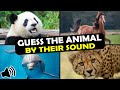 Guess the Animal Sound Game | 31 Animal Sounds Quiz | Multiple Choice