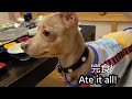 愛犬と泊まれる草津温泉【音雅】さんに行ってきた‼️