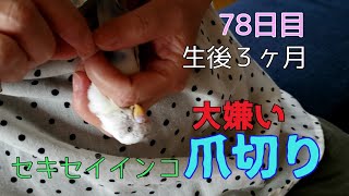 セキセイインコの爪切りの２回目は恐怖でした　セキセイインコのしらす　Budgerigar nail clippers