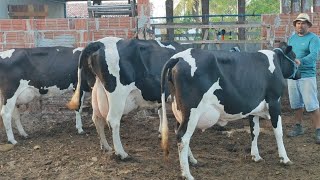 VEJA AS NOVINHAS DE NENÉM, É UMAS BONECAS, PRODUÇÃO DE LEITE MUITO BOA. SÃO VICENTE DO SERIDÓ