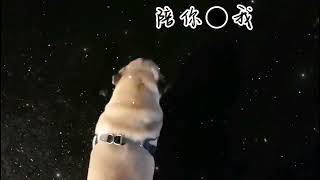 我的毛孩子能治愈一切，包括黑夜。#我的毛孩子能治愈一切不快乐