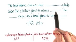 Steps of HPA axis - Intro to Psychology