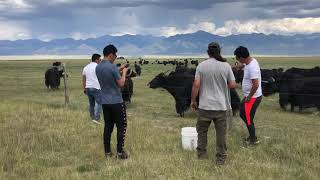 Colorado tibetan yaks thousands 2024 maybe ten thousand