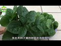 种木耳菜（皇宫菜）的妙招，一支影片讲透！新手也能一次性看懂——用种子种植、扦插繁殖、多茬采收的要点