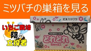 【分蜂させた】ミツバチの巣箱の様子を見る【いちご栽培,ミツバチ】