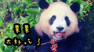 圓寶不吃竹葉，吃超多果果😅😅|熊貓貓熊The Giant Panda Yuan Yuan and Yuan Bao|台北市立動物園