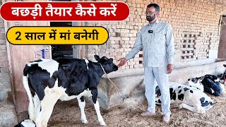 टॉप की कटी बछडी कैसे तैयार करे । Quality Calf Rearing In Dairy Farm