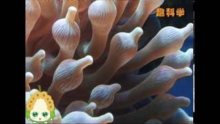 海葵说，你才傻瓜，骗我吃石，The sea anemone pushed the stone.