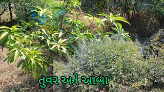 તુવર અને આંબા ની નાની વાડી #mangotree #તુવેર #southgujarat #ubadiyu