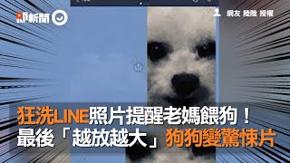 狂洗LINE照片提醒老媽餵狗！ 最後「越放越大」狗狗變驚悚片