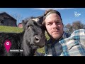 FUNNIEST Farm Animals! 😂  Best Videos for families