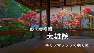 【京都 歩く旅  キリシマツツジのお庭　大雄院】御室エリア「妙心寺塔頭 大雄院」