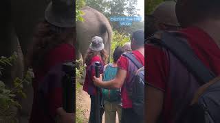 What do you do when an elephant poops in front of you?