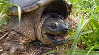 Dangerous Snapping Turtle Bite! Why You Never Mess With Snapping Turtles