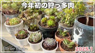 【多肉植物】狩っ多肉のご紹介です【ガーデニング】