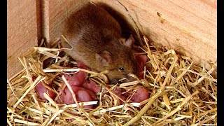 La reproduction des Souris - extrait