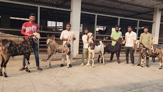 Bhiwandi City Gujri Ka Lajawaab Saukh At KB Goat Farm | Har Colour Ka Gujri Collection.