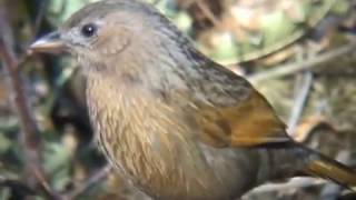 Streaked Laughingthrush